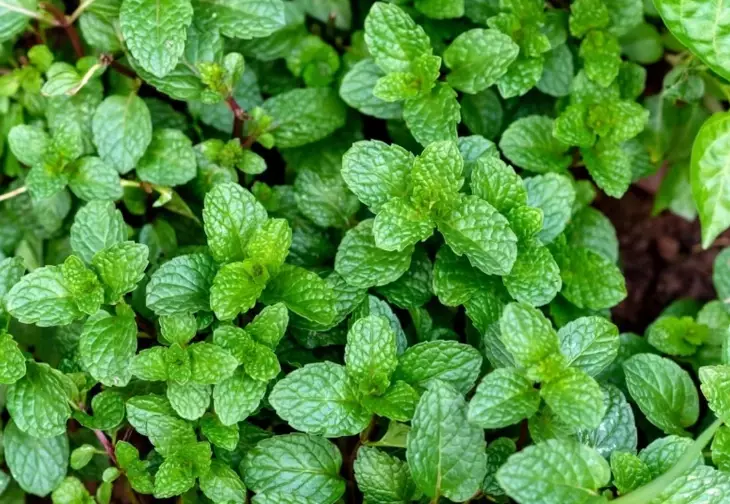 mint a herb garden mint a herb garden