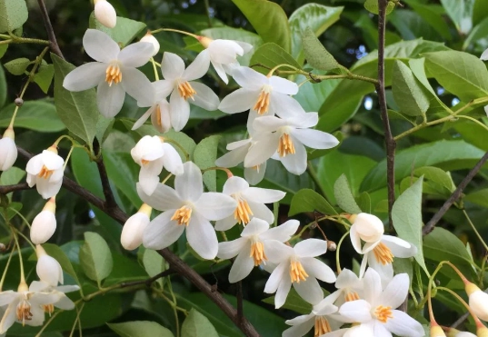 ornamental flowering trees ornamental flowering trees