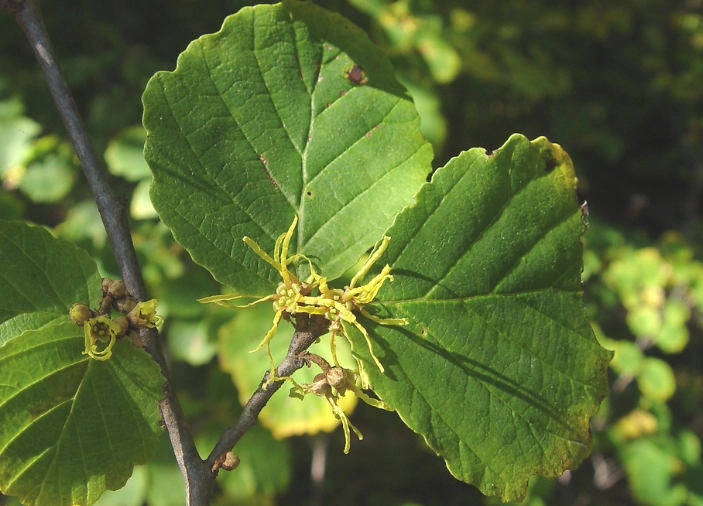 growing hamamelis