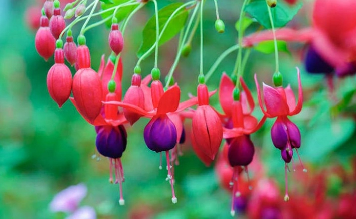 fuchsia winter care fuchsia winter care