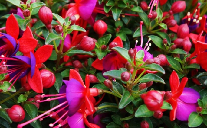 hardy fuchsia varieties hardy fuchsia varieties