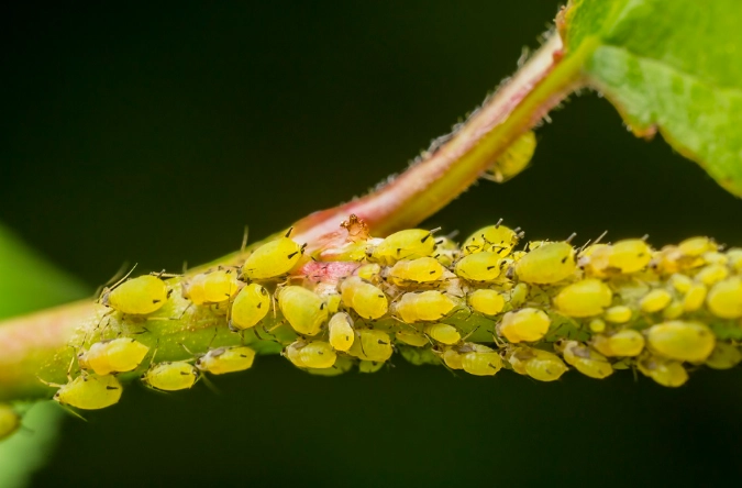aphid damage aphid damage
