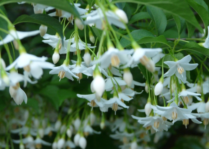 ornamental flowering trees ornamental flowering trees