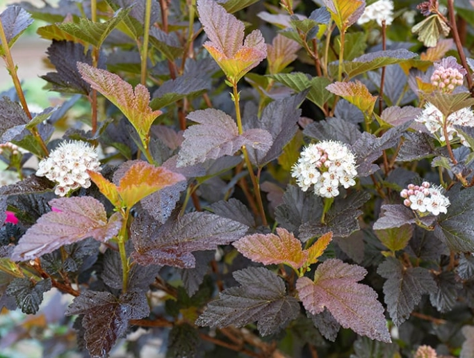 ninebark leaf color ninebark leaf color