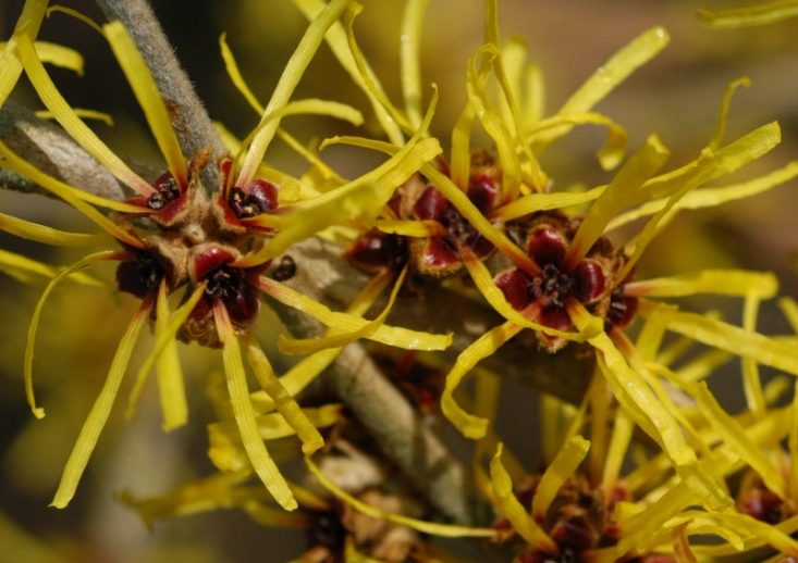 hamamelis planting guide