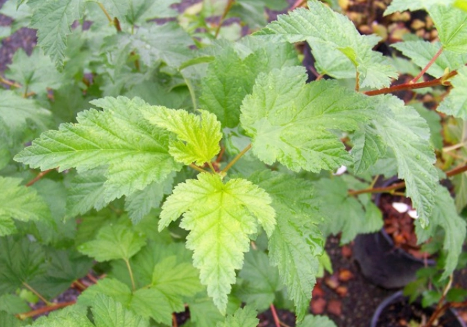 ninebark leaf color ninebark leaf color