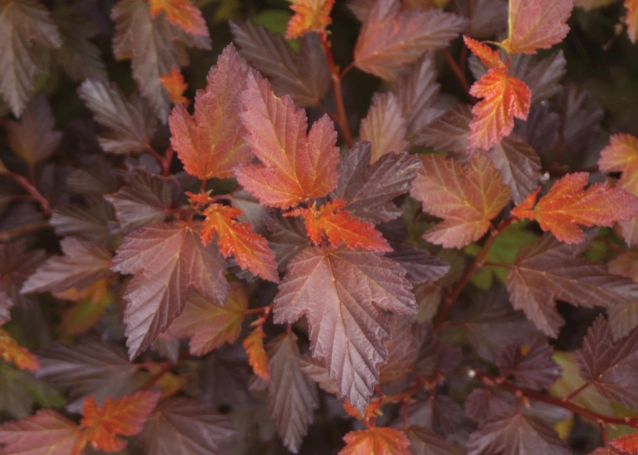 ninebark leaf color ninebark leaf color