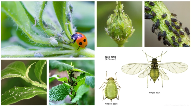 aphid damage aphid damage