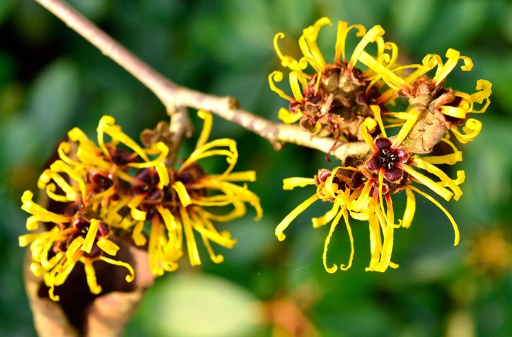 plant hamamelis