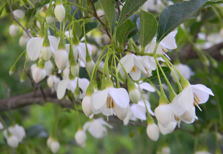 styrax japonica care styrax japonica care