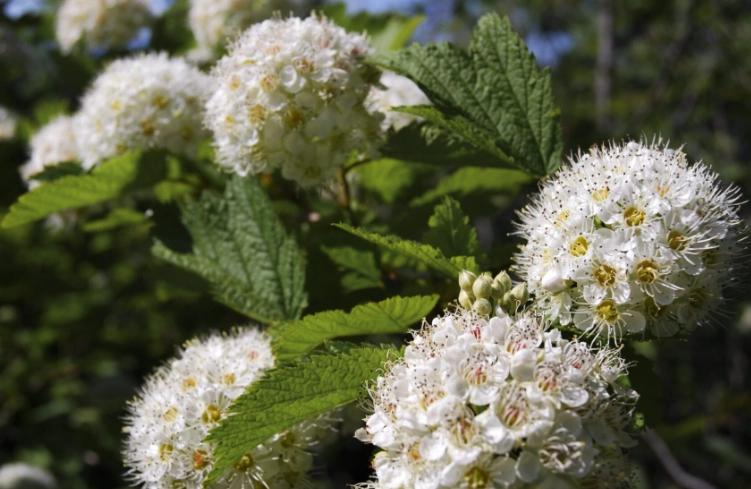 ninebark leaf problems ninebark leaf problems