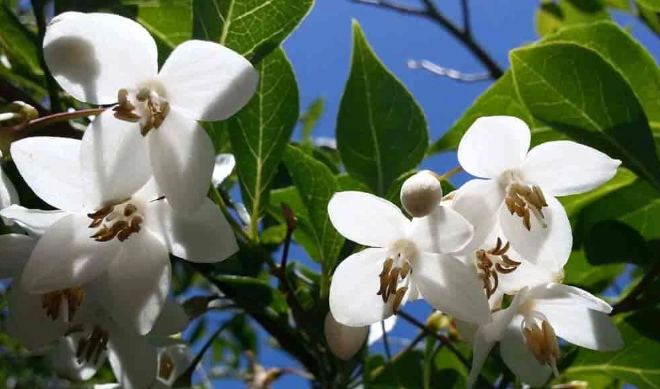 japanese snowbell tree japanese snowbell tree