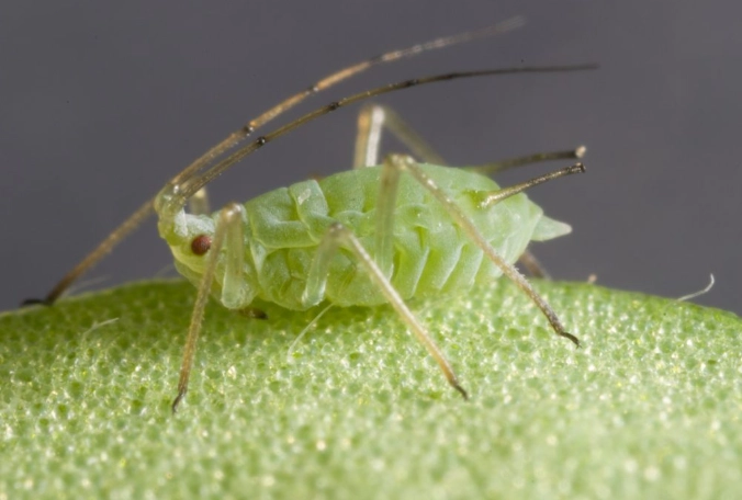 get rid of aphids get rid of aphids