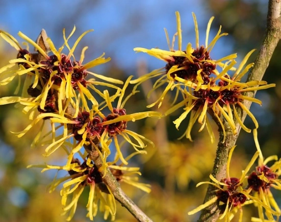 growing hamamelis