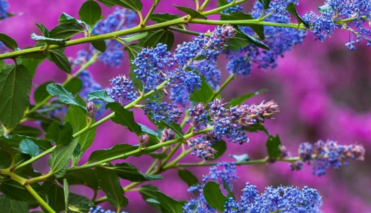 wild lilac care