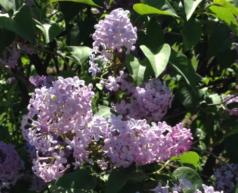 how to grow wild lilac