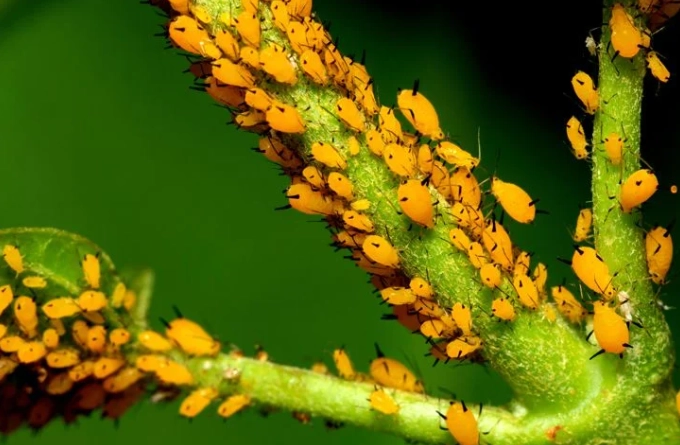 aphid control aphid control