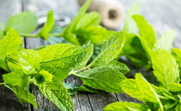 mint a herb garden mint a herb garden