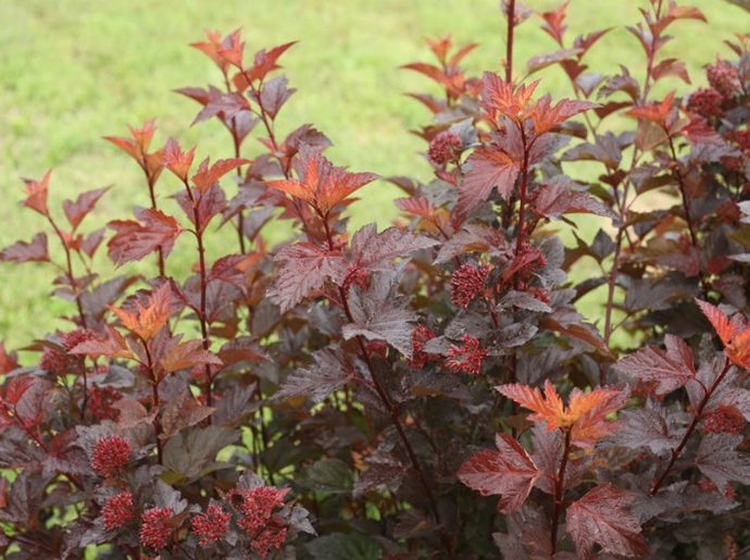 ninebark leaf problems ninebark leaf problems