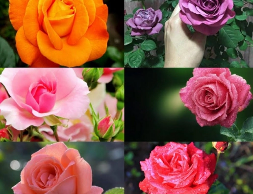 different kinds of roses different kinds of roses