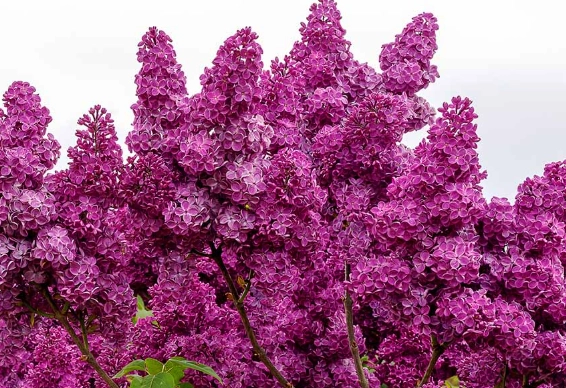 wild lilac care