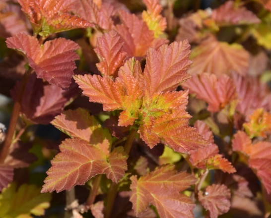 ninebark leaf problems ninebark leaf problems