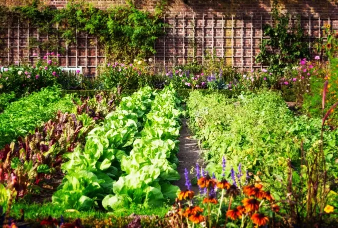 how to start an organic garden how to start an organic garden