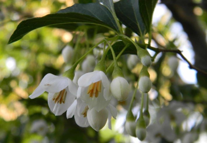 styrax japonica care styrax japonica care