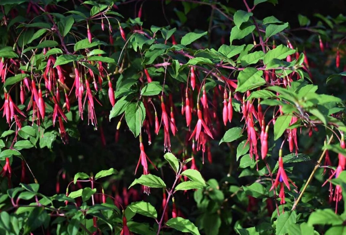 hardy fuchsia varieties hardy fuchsia varieties