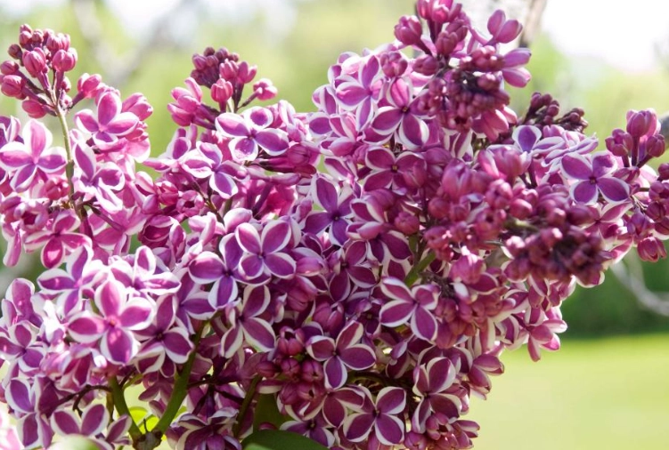 lilac green decor lilac green decor