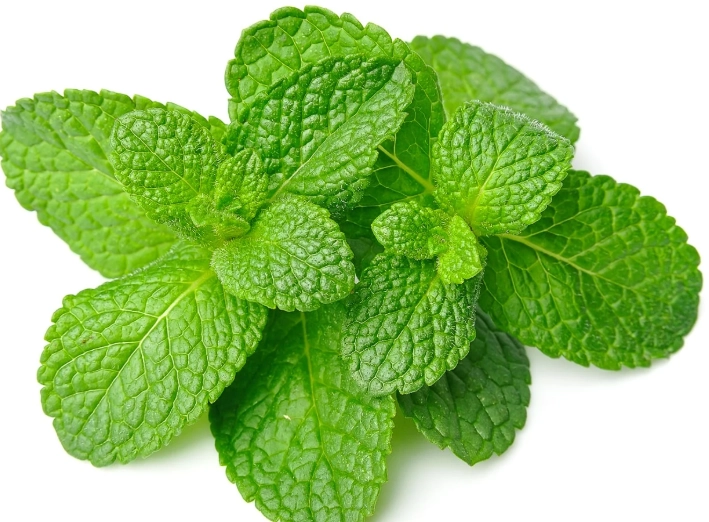 mint plant care mint plant care