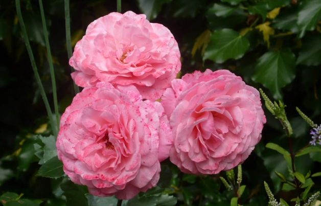 types of roses types of roses