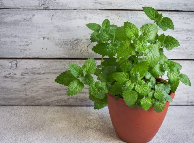 how to grow mint how to grow mint