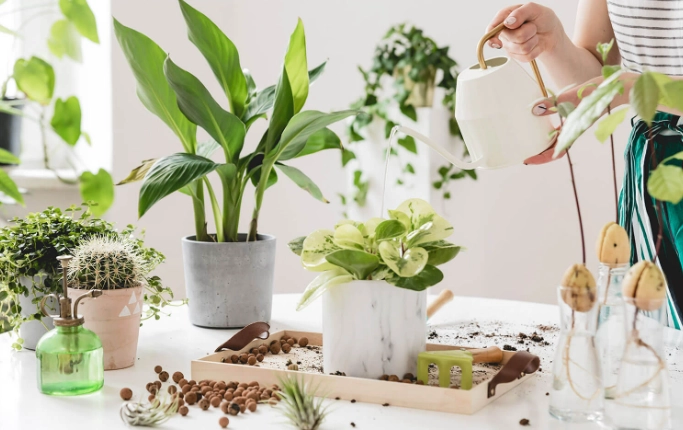how to care for indoor plants