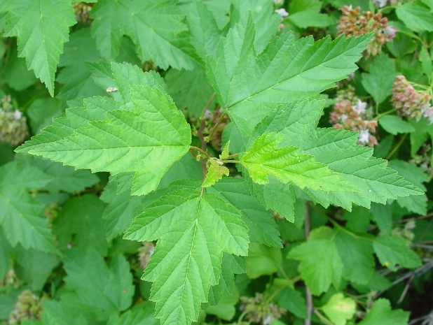 ninebark leaves