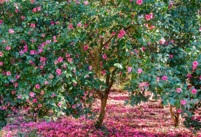 camellia japonica