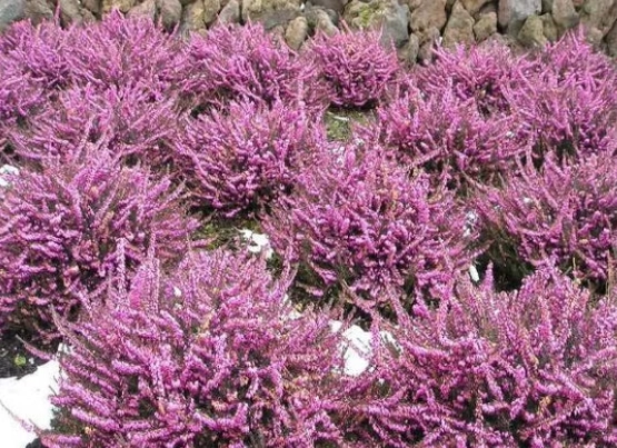 heather shrub care