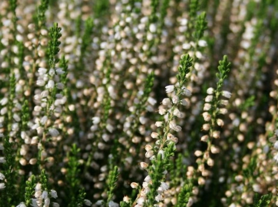 planting heather