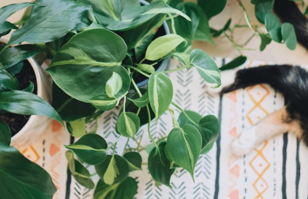 identify house plants