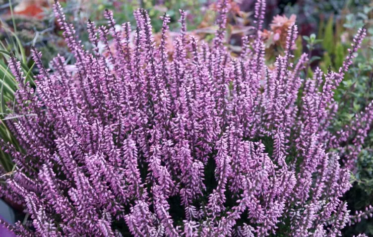 heather plant varieties