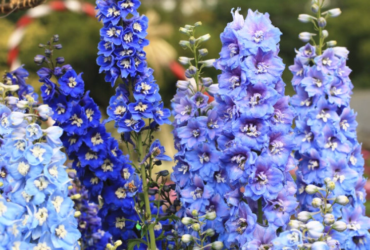 delphinium flower colors