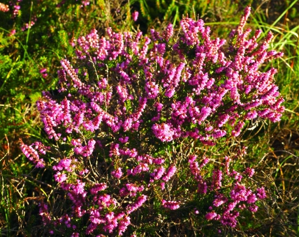 heather plant varieties