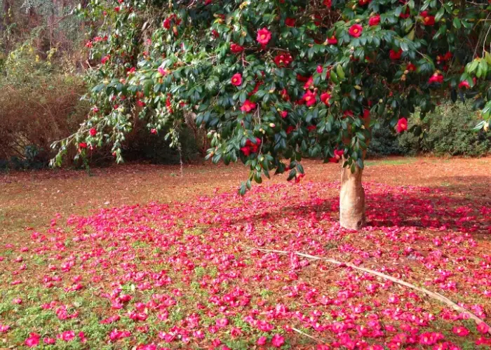 how to grow camellias