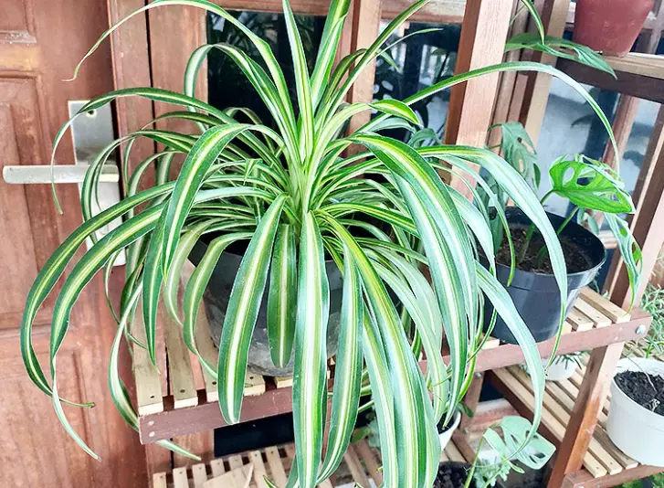 house plant identification