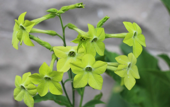 flowering tobacco care