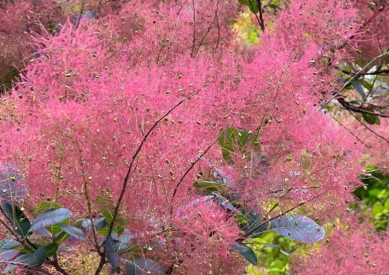smoke bush varieties smoke bush varieties