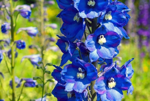 delphinium flower colors