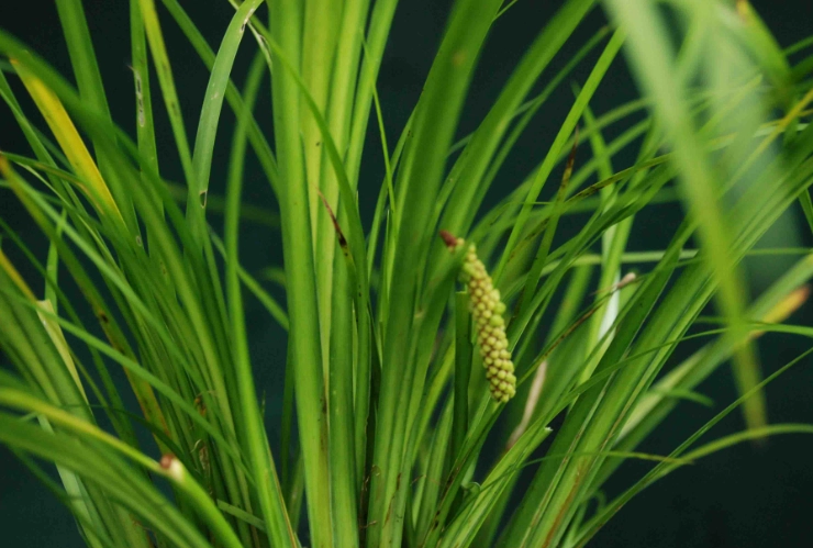 healthcare reform Russia healthcare reform Russia