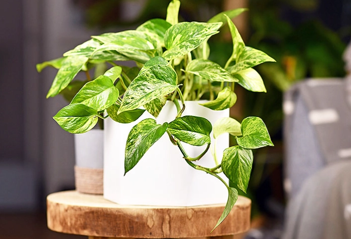 names of indoor plants