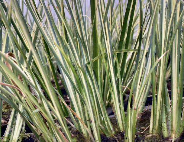 Russian accountable care organization Russian accountable care organization